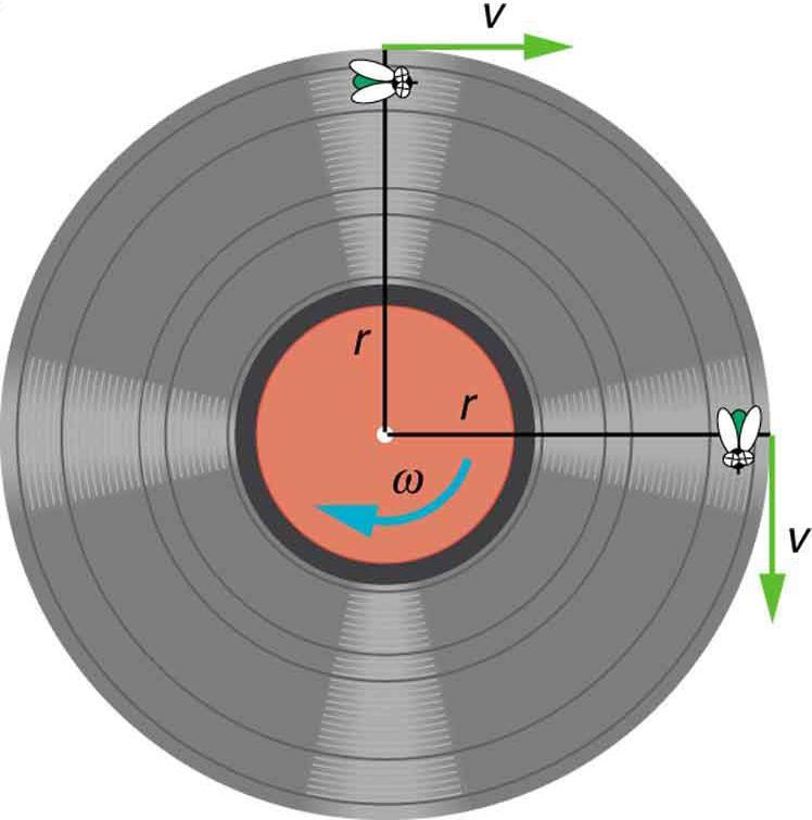 As an object moves in a circle, here a fly on the edge of an old-fashioned vinyl record, its instantaneous