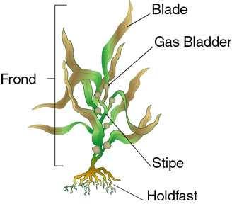Seaweed Adaptations (physical) Blade - Surface area A large blade surface area increases the light absorbing area of seaweed which in turn increases the rate of photosynthesis, producing fuel for the