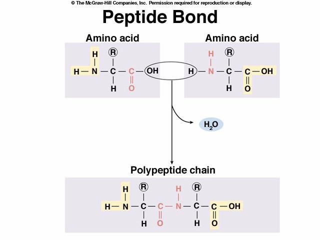Organization of Proteins Primary structure: Sequence of amino acids Secondary Structure: