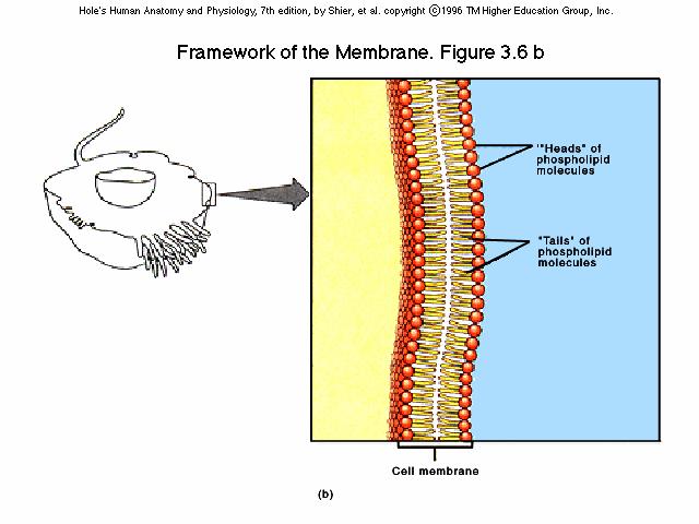 Cell membrane Separates outside from inside cell Selectively