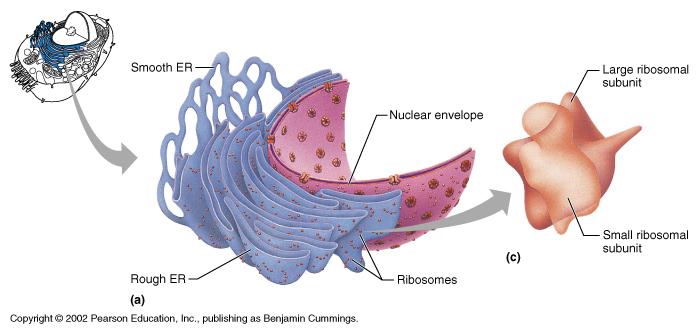 Cytoplasm contains organelles Endoplasmic reticulum Ribosomes