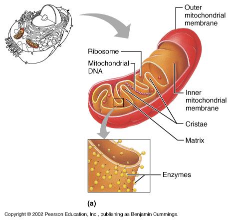 Mitochondrion Others organelles include: Centrosome