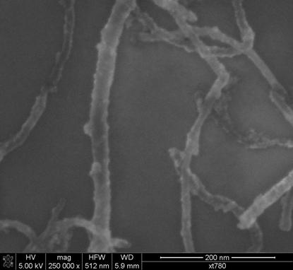 decorated MWNTs. SEM micrograph (Fig.