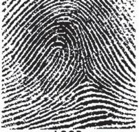 EDVO-Kit #S-91 Whose Fingerprints Were Left Behind Background Information ANALYZING FINGERPRINTS While not as definitive as DNA fingerprinting, traditional fingerprinting remains an effective and