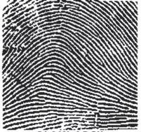 Fingerprints are divided into three patterns referred to as loops, whorls, and arches. Loops are the most common of fingerprint patterns, representing about 60% of the population.