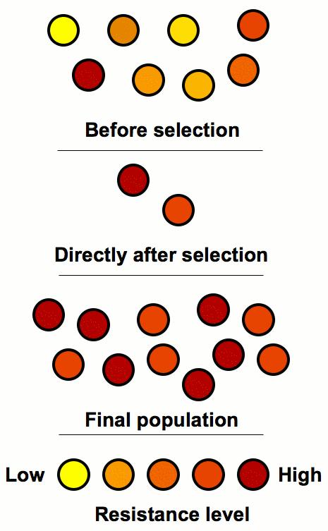 Schematic representation of how antibiotic resistance is enhanced by natural selection. The top section represents a population of bacteria before exposure to an antibiotic.