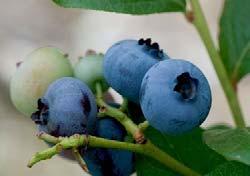 Blueberry = Berry from inferior