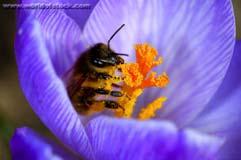 Pollination A.