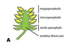 I. Characteristics of Angiosperms C. Flowers 1. Strobilus origin I.