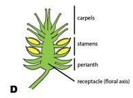 Characteristics of Angiosperms C. Flowers 2. 4 Organ classes a.