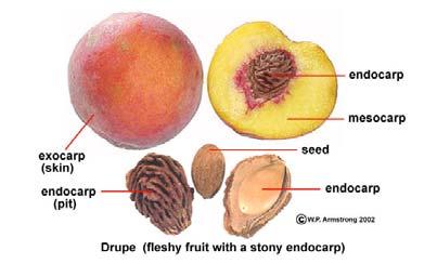 Pericarp = Fruit Wall
