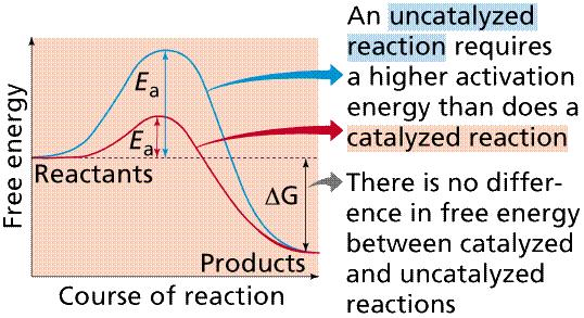 Chemical Reactions -energy is absorbed or released when chemical bonds are broken and new bonds form.