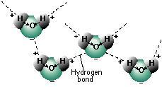 Hydrogen Bonding -bonds form between H atoms (+) in one molecule and the end in other molecules. -this causes water molecules to be attracted to each other.
