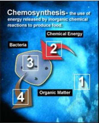 Chemosynthesis organisms use the energy released by chemical reactions to make a sugar, but different species use different pathways.