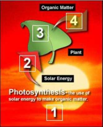 Photosynthesis organisms use solar energy to turn carbon dioxide and water into sugar and oxygen.