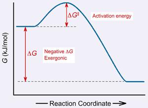 (Gibbs) Free energy change ( G): Change in Gibbs free energy during a chemical reac:on ( H): Change in enthalpy (total energy in biological systems) ( S): Change in