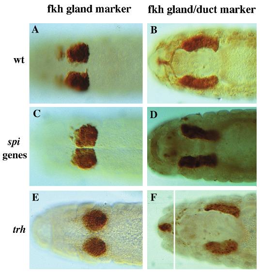 1914 Y. M. Kuo and others group Fig. 2. Embryos mutant for one of the spitz group genes or for trachealess exhibit salivary duct defects but for different reasons.