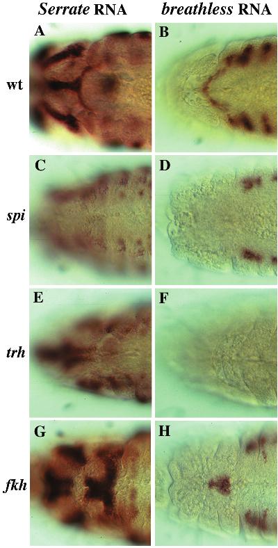 Embryos in the right column carry the fkh 360-505:lacZ transposon that is expressed in both glands and ducts and in their precursors (B. Zhou, unpublished observations).
