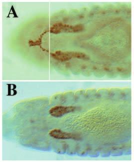These unstained cells are the preduct cells shown in Fig. 1. (B) The gland/duct marker shows the normal arrangement of mature glands and ducts after invagination in a wild-type embryo.