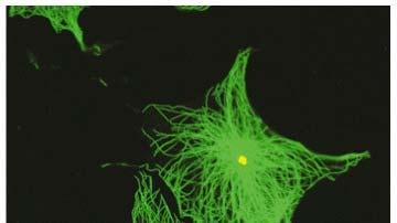 Fluorescent Micrograph of Interphase Mammalian Cells