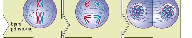Chromosomes Align Along Lengths Synapsis
