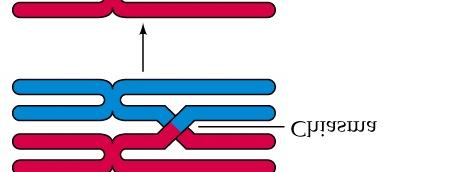 Red = maternal Chromosome 16 Blue = paternal Chromosome 16.