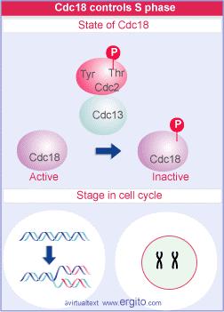 Transcription of cdc18 is activated as a consequence of passing START, and Cdc18 is required to enter S phase.