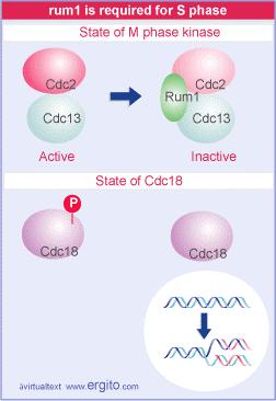 Activity of the Cdc2/Cdc13 M phase kinase is itself influenced by the factor Rum1, which controls entry into S phase.