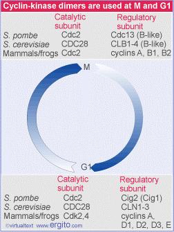 The animal cell cycle is controlled by many cdk-cyclin complexes Animal cells have more variation in the subunits of the kinases.