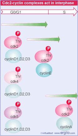 Control of G1/S in animal cells Various cdk-cyclin dimers regulate entry into S and progression through S in animal cells.