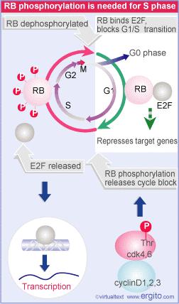 RB is a major substrate for cdk cyclin complexes In quiescent cells, or earlyg1 - RB is bound to the transcription factor E2F. It has two effects: 1.