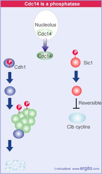Exit from mitosis is controlled by the location of Cdc14 Interphase Cdc14 in the nucleus M-phase Cdc14 is released into cytoplasm Where it dephosphorylates Cdh1 and Sic1 Dephosphorylated Cdh1