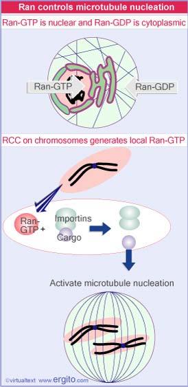 Figure 29.42 The Ran-activating protein RCC is localized on chromosomes. Ran-GTP is localized in nucleus in the interphase cell.