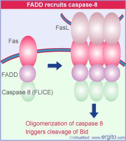 Oligomerization of caspase 8 triggers cleavage of Bid and release C-terminal domain of Bid that translocate to mitochondria. C-ter domain of Bid release cytochrome C. Cyt.