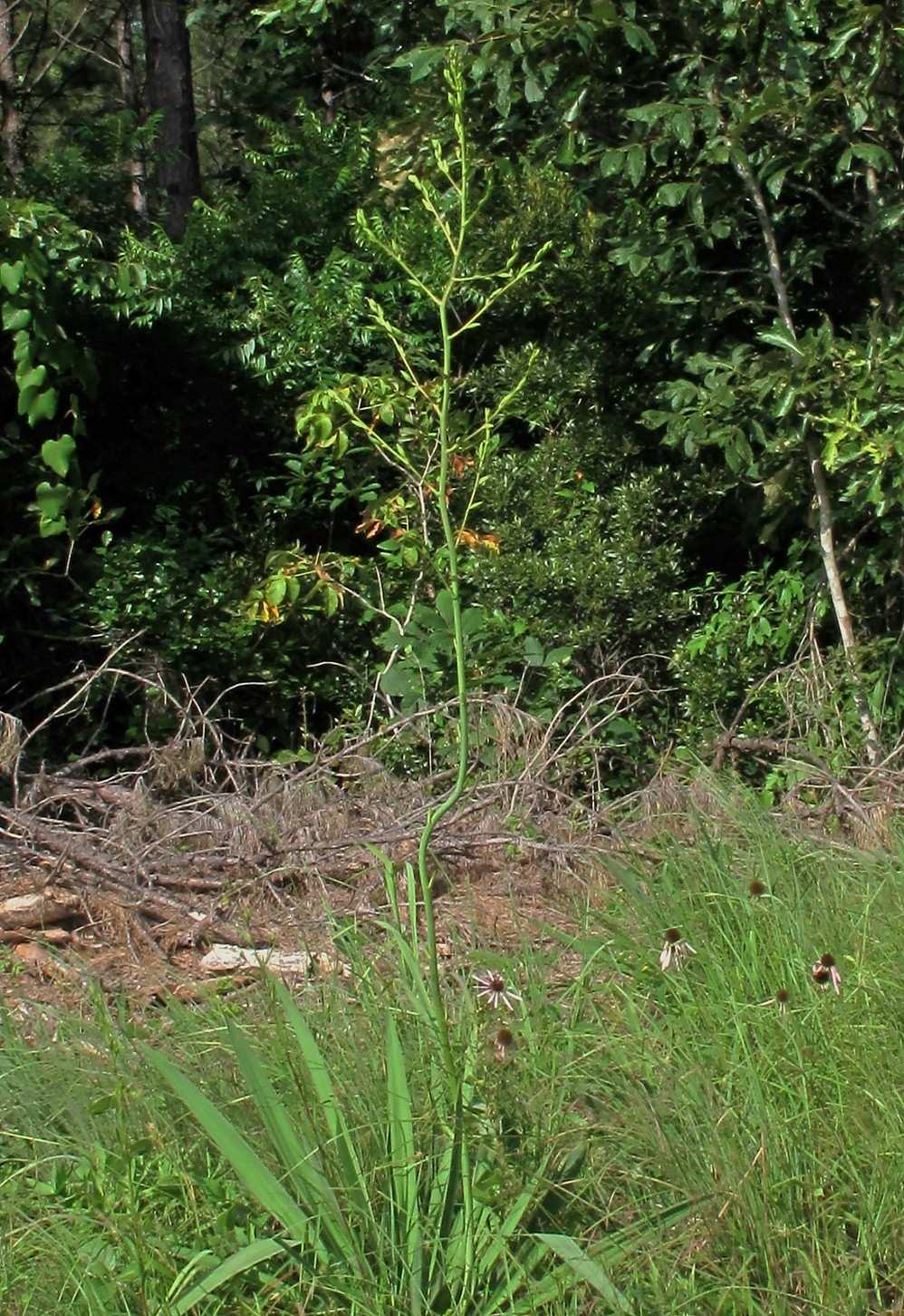 Johnson and Frasier:Yucca freemanii in Arkansas 6 Figure 5.