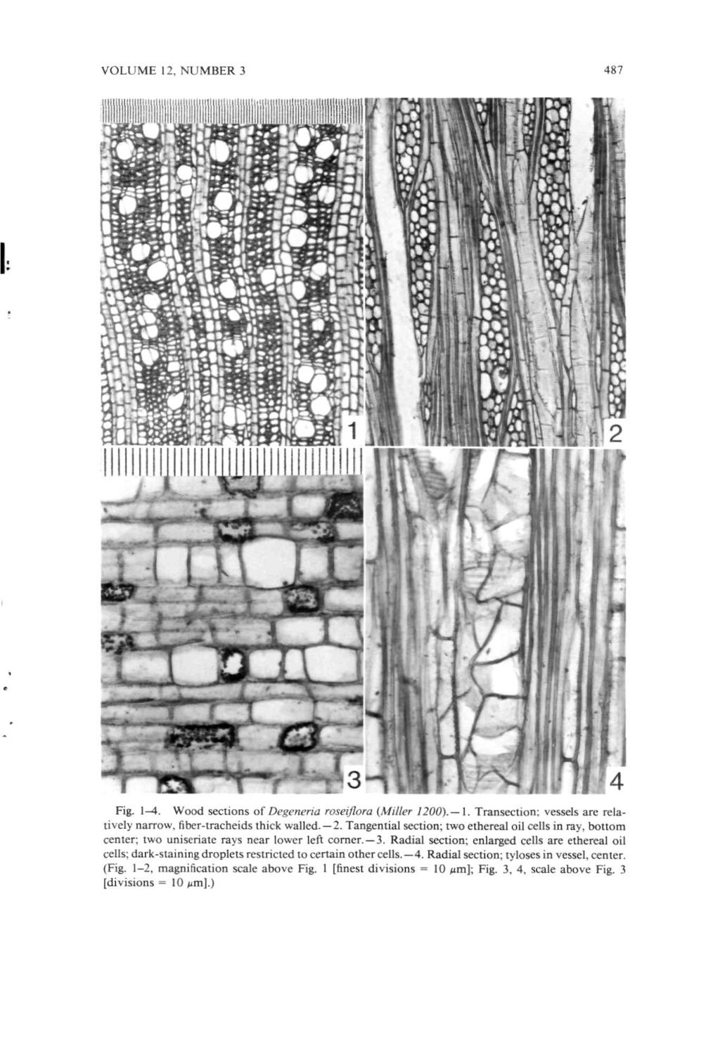 VOLUME 12, NUMBER 3 487 Fig. 1-4. Wood sections of Degeneria roseiflora (Miller 1200). 1. Transection; vessels are relatively narrow, fiber-tracheids thick walled. 2.