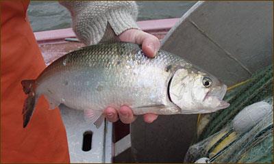 Reproductive schedules: American shad American shad are members of the herring family Anadromous: migrate from SW to