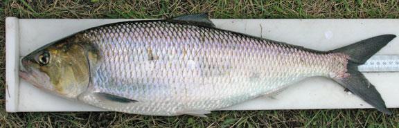 Reproductive schedules: American shad American shad are semelparous and iteroparous along native