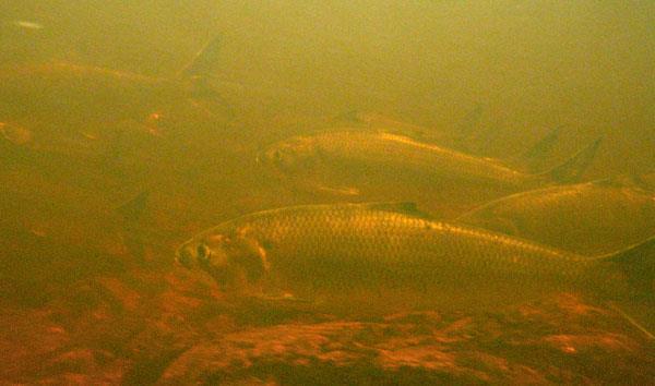 Reproductive schedules: American shad Shad pops mix in the ocean and all migrate up river to spawn when river temps are about 18 C Iteroparity related to egg/juvenile survival