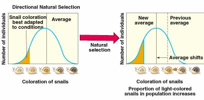 Natural Selection Directional selection favors individuals with traits that are at one end