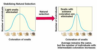 Natural Selection Stabilizing selection eliminates individuals at both in of the
