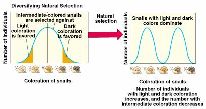 Natural Selection Diversifying selection eliminates average individuals, but favors