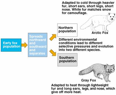 Speciation Geographic isolation can lead to