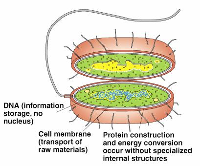 prokaryotes: (means "before nucleus") organisms (bacteria) whose cells do not have a distinct nucleus or