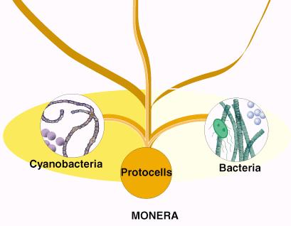 Six Kingdoms archaebacteria & eubacteria (formerly monera): single celled,
