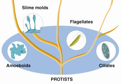 protista (protists): mostly single celled eukaryotic organisms, such as