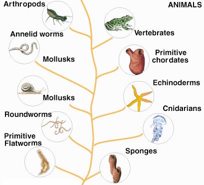 Six Kingdoms animalia (animals): many celled eukaryotic organisms, including invertebrates (e.g., sponges, jellyfish, sponges, mollusks, worms, arthropods) & vertebrates (e.