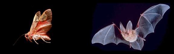 to detect & evade 2. Moths developed high frequency clicks to jam bats echolocation system 4.