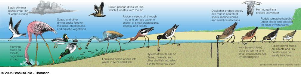 Specialized feeding niches of coastal birds reduces
