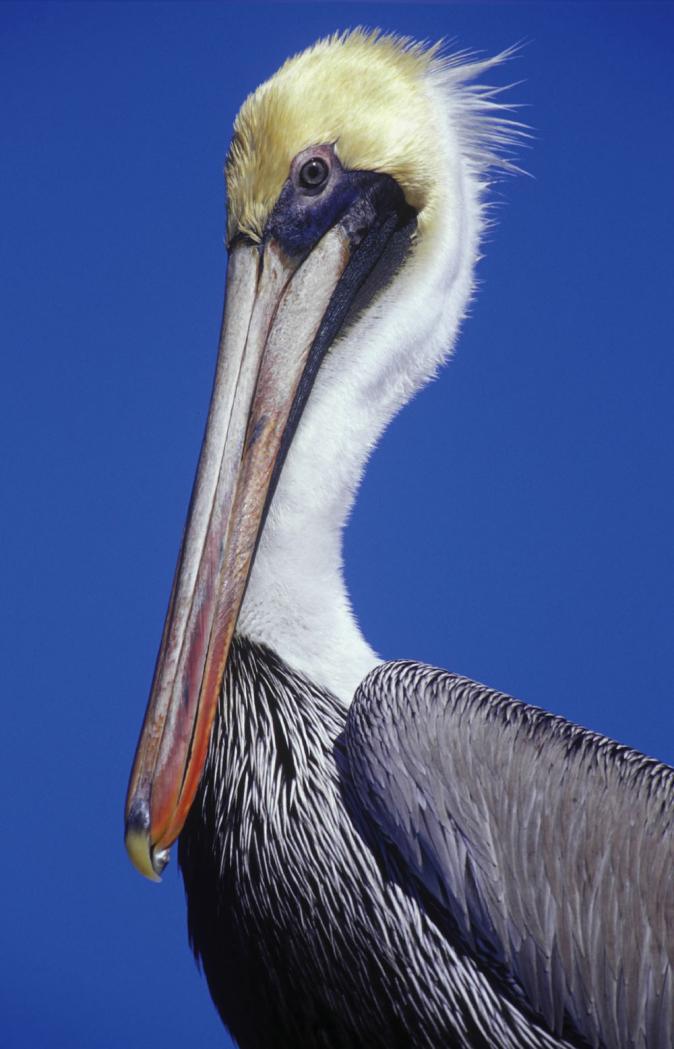 It was established in 1903 to help protect the brown pelican and other birds